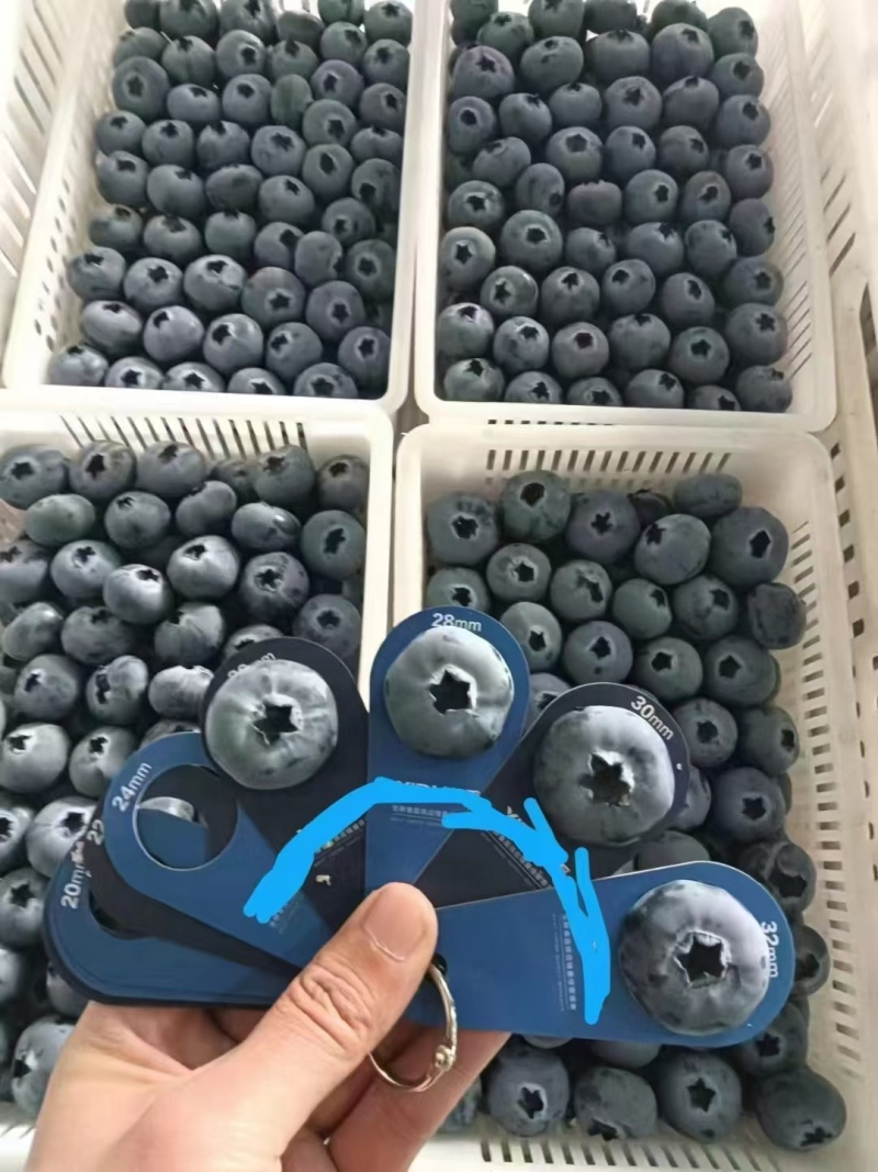 山东精品蓝莓价格实惠货源充足口感好保质保量欢迎采购