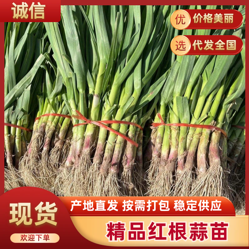 精品蒜苗红根蒜苗质量保证全国供应量大从优欢迎咨询