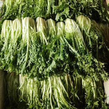 【推荐】精品苦菊云南产地直发一手货源品质保障价优欢迎