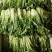 【推荐】精品苦菊云南产地直发一手货源品质保障价优欢迎