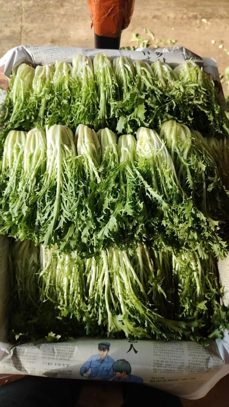 【推荐】精品苦菊云南产地直发一手货源品质保障价优欢迎