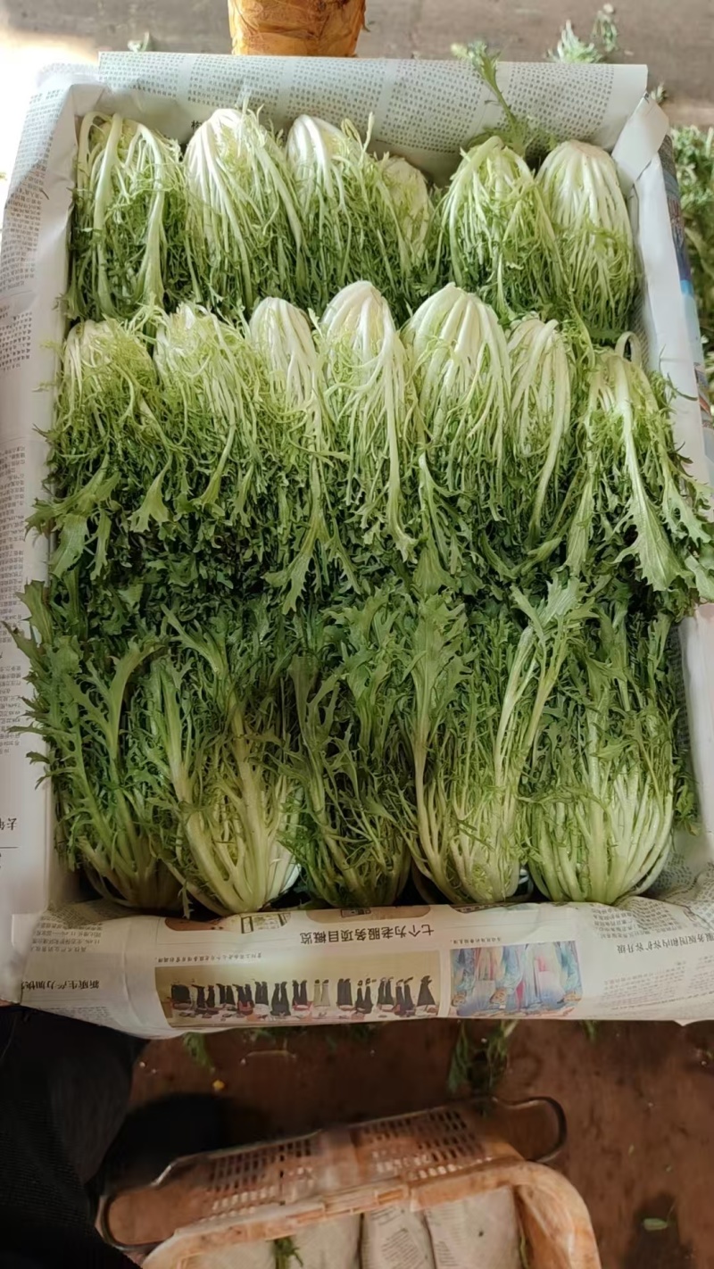 【推荐】精品苦菊云南产地直发一手货源品质保障价优欢迎