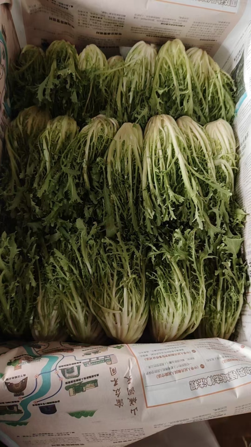 【推荐】精品苦菊云南产地直发一手货源品质保障价优欢迎