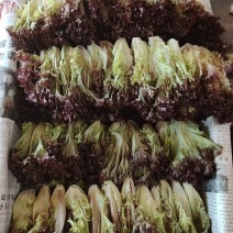 【推荐】精品生菜品类齐全品质保障代发全国市场商超欢迎合作