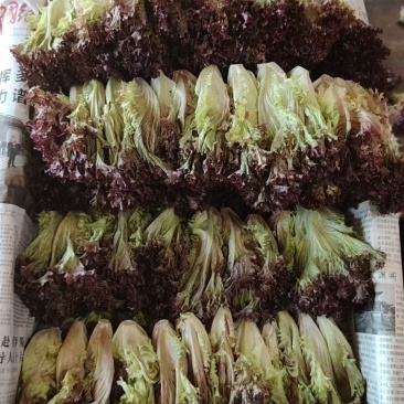 【推荐】精品生菜品类齐全品质保障代发全国市场商超欢迎合作