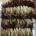【推荐】精品生菜品类齐全品质保障代发全国市场商超欢迎合作