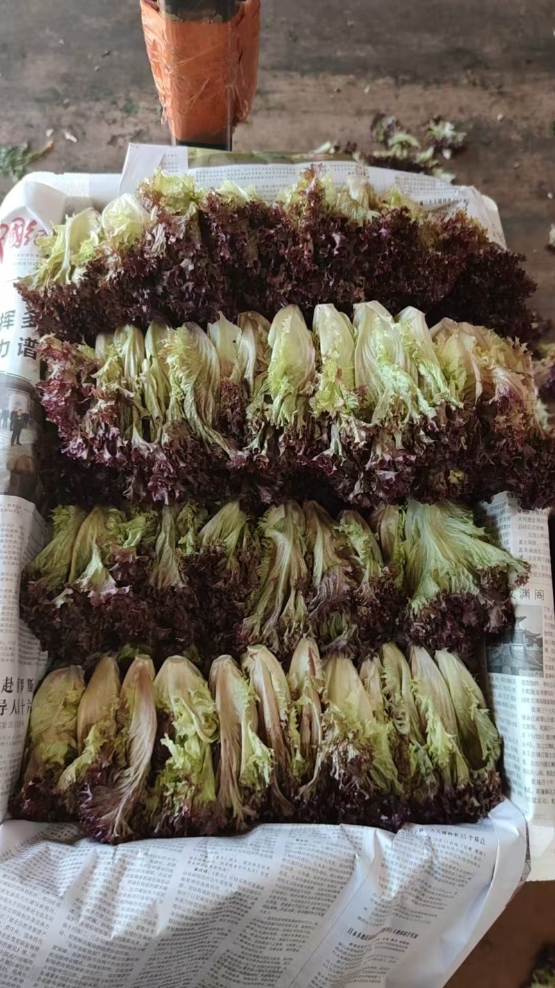 【推荐】精品生菜品类齐全品质保障代发全国市场商超欢迎合作