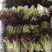 【推荐】精品生菜品类齐全品质保障代发全国市场商超欢迎合作
