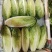 【推荐】精品生菜品类齐全品质保障代发全国市场商超欢迎合作