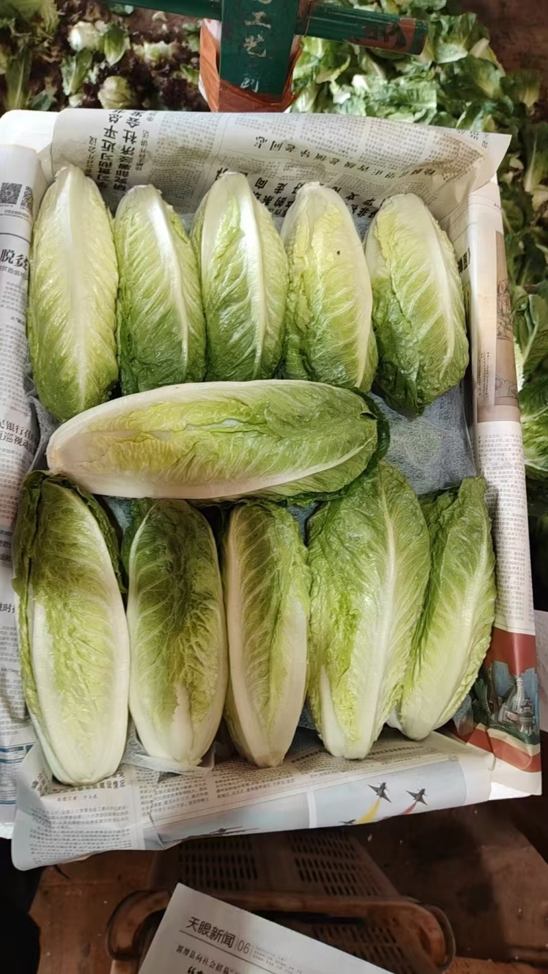 【推荐】精品生菜品类齐全品质保障代发全国市场商超欢迎合作