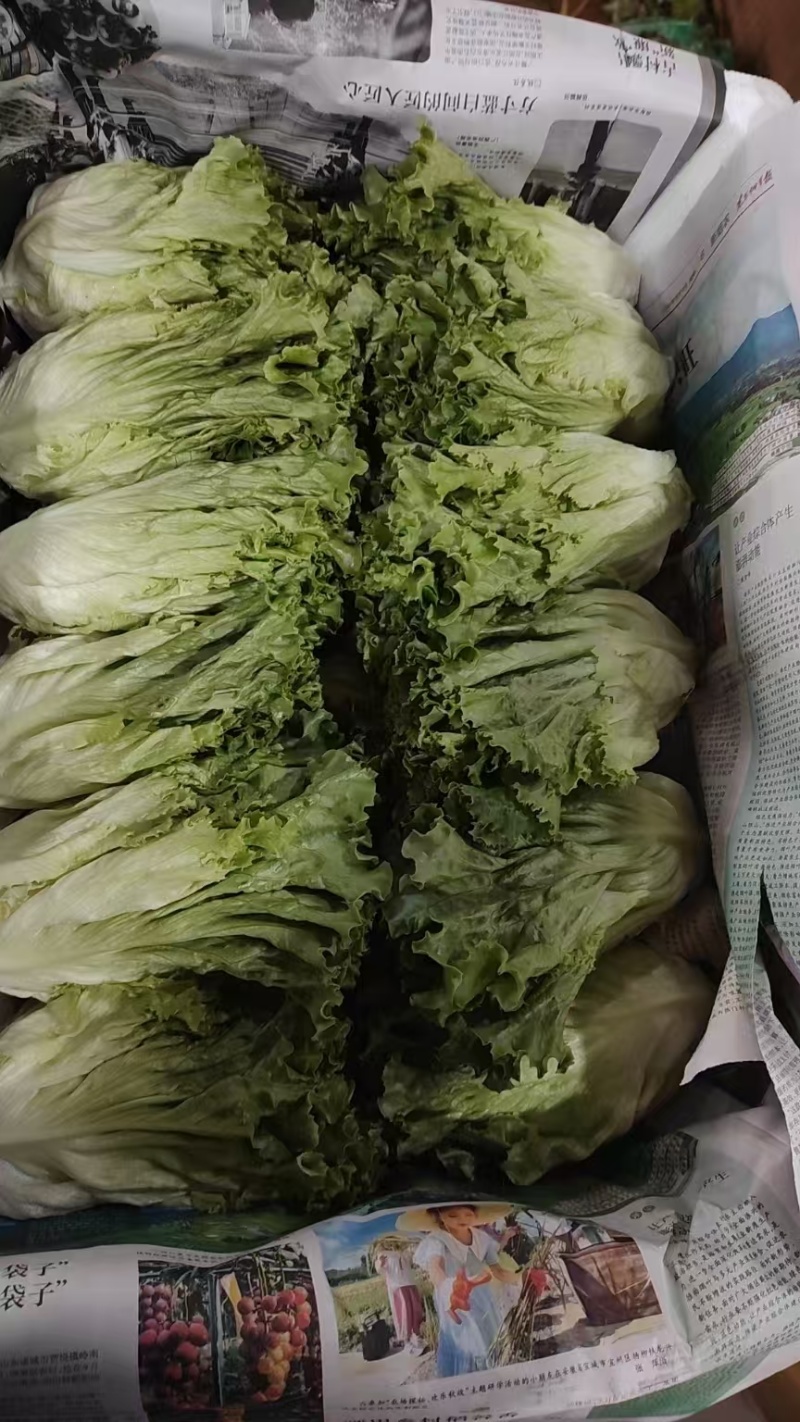 【推荐】精品生菜品类齐全品质保障代发全国市场商超欢迎合作