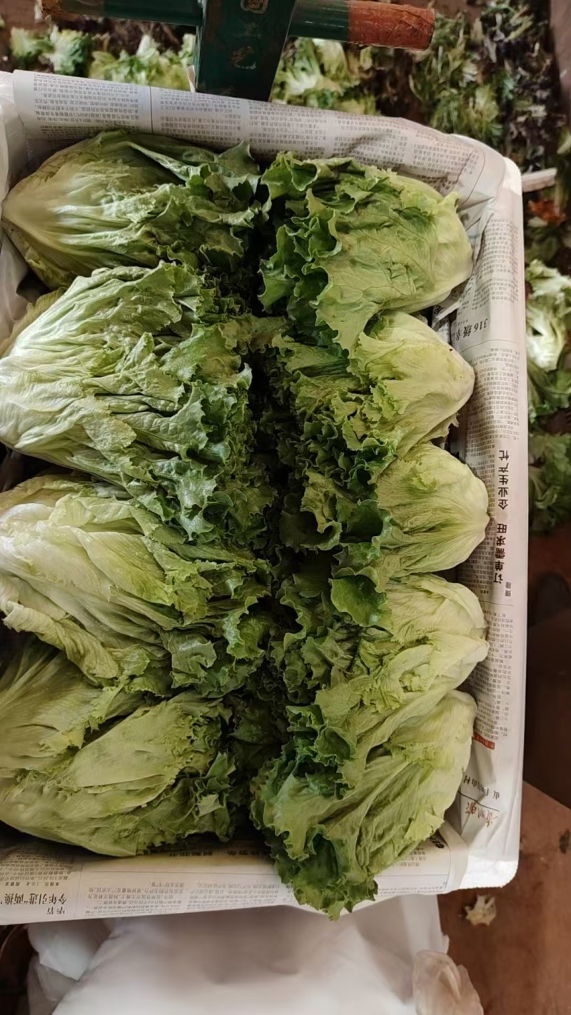 【推荐】精品生菜品类齐全品质保障代发全国市场商超欢迎合作
