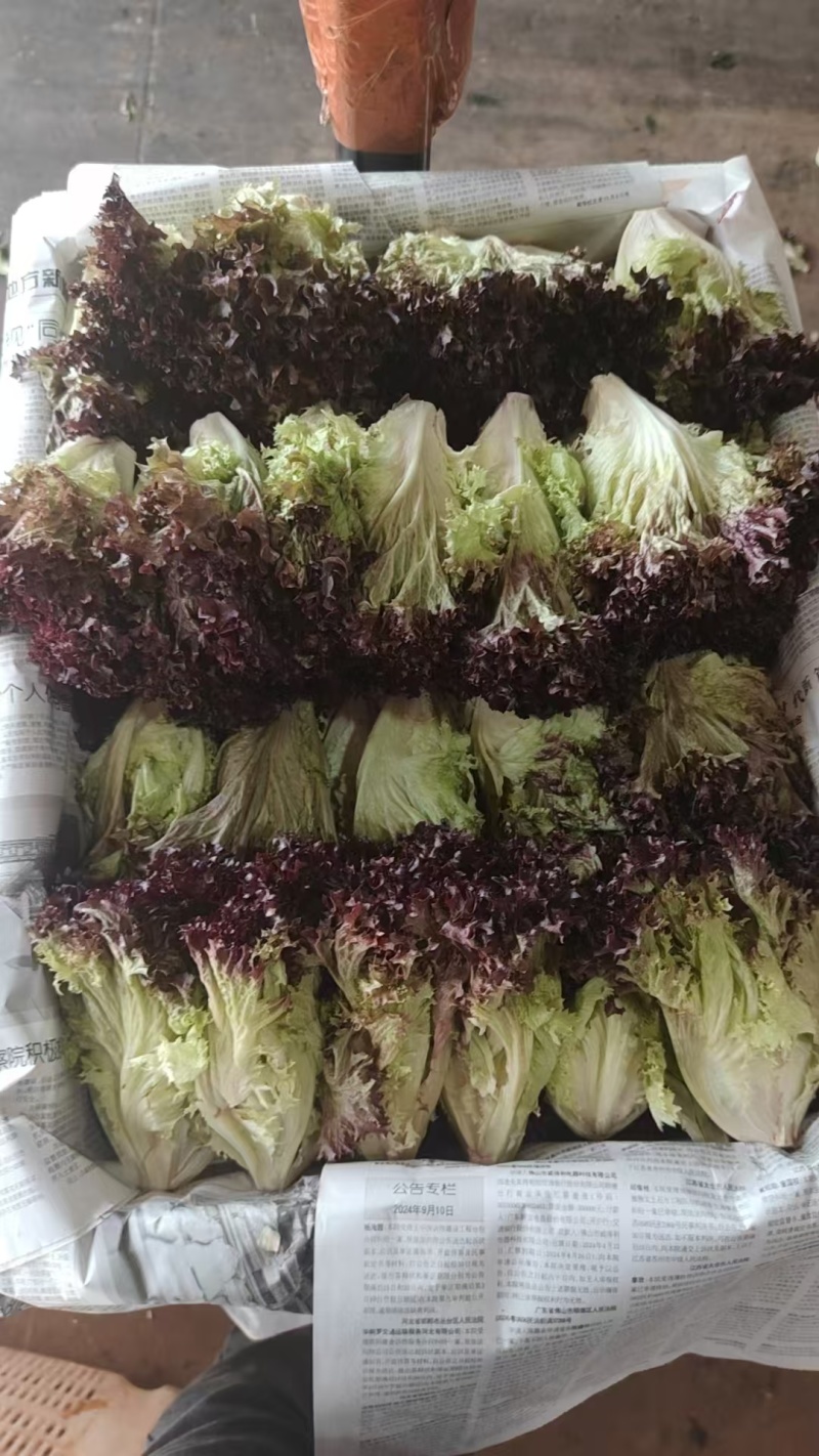 【推荐】精品生菜品类齐全品质保障代发全国市场商超欢迎合作