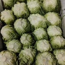 【热卖】精品生菜奶油生菜产地直发可视频看货欢迎致电合作