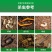 联苯·噻虫胺杀虫剂黑头蛆韭蛆大姜大蒜地蛆稻飞虱蚜虫梨木虱