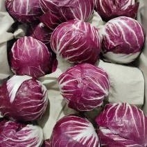 【推荐】红杂生菜（红球）口感好品质好量大价优代发全国欢