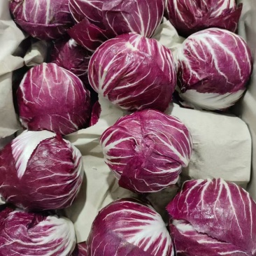 【推荐】红杂生菜（红球）口感好品质好量大价优代发全国欢