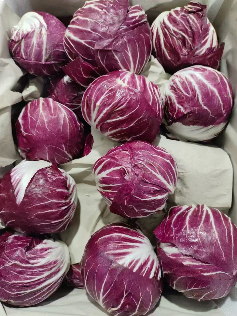 【推荐】红杂生菜（红球）口感好品质好量大价优代发全国欢