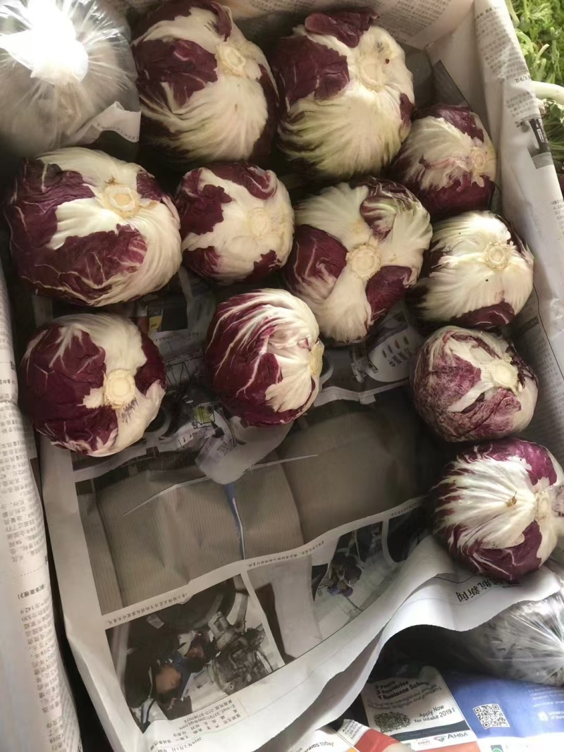 【推荐】红杂生菜（红球）口感好品质好量大价优代发全国欢