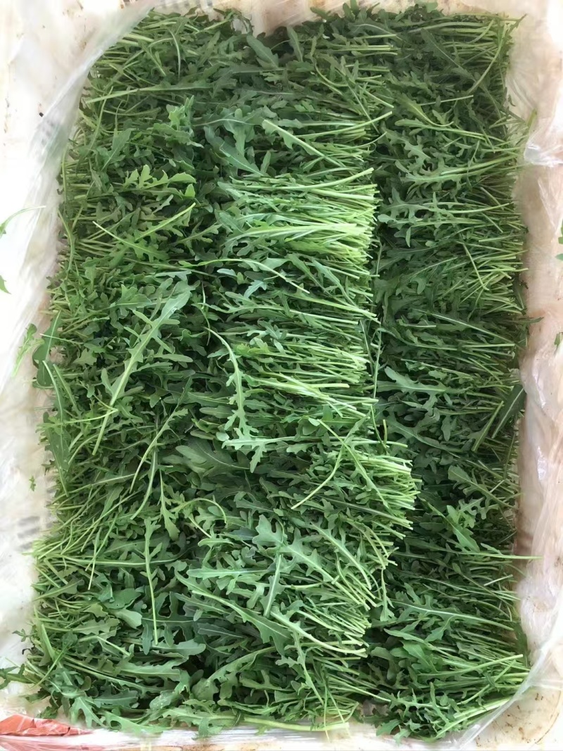 【推荐】芝麻叶云南产地一手货源品质保障欢迎致电合作