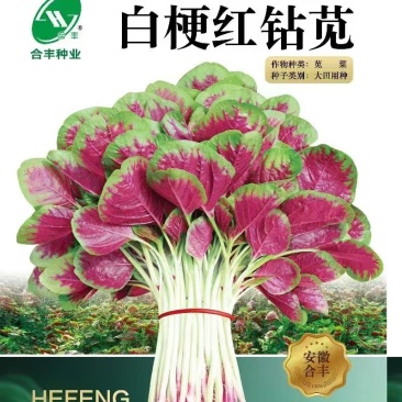 白梗红钻苋-苋菜种子耐热耐旱易种易活味鲜脆嫩品质好