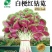 白梗红钻苋-苋菜种子耐热耐旱易种易活味鲜脆嫩品质好