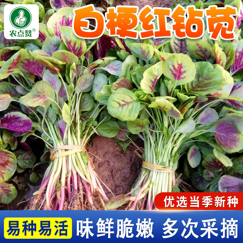白梗红钻苋-苋菜种子耐热耐旱易种易活味鲜脆嫩品质好