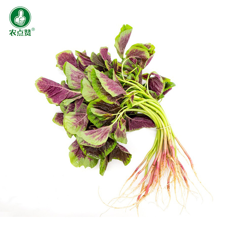 白梗红钻苋-苋菜种子耐热耐旱易种易活味鲜脆嫩品质好