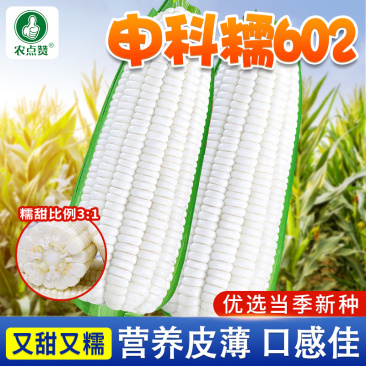 申科糯玉米602种子,糯中带甜,高叶酸,非转基因杂交一代
