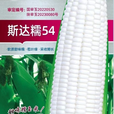 斯达糯玉米54-白甜糯玉米种子杂交早熟高产甜糯