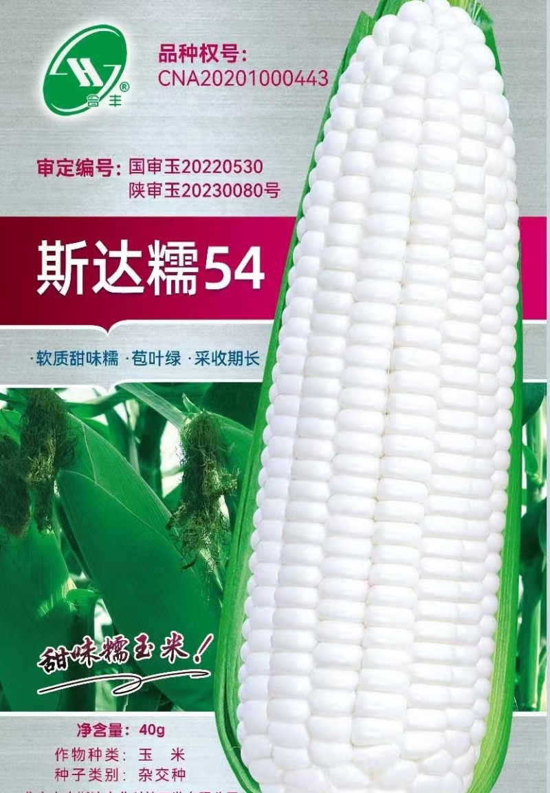 斯达糯玉米54-白甜糯玉米种子杂交早熟高产甜糯
