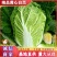 湖北天门供应矮棵黄心白菜4一6斤，产地直供