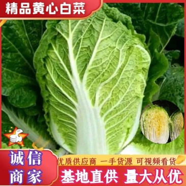 白菜，湖北省天门市大量供应黄心白菜，产地一手货源