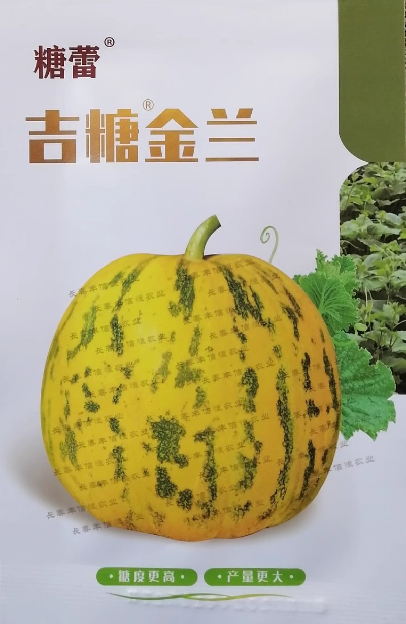 吉糖金兰糖蕾甜瓜种子露地版八里香花皮绿肉甜瓜种子高糖