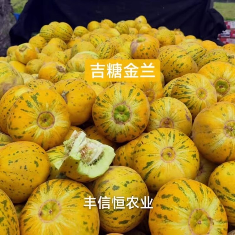 吉糖金兰糖蕾甜瓜种子露地版八里香花皮绿肉甜瓜种子高糖