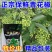 重庆江津青花椒九叶青保鲜生花椒藤椒麻椒特麻特香