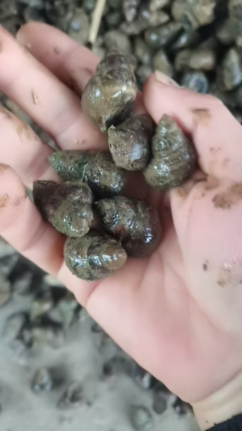 湖北洪湖，清水养殖田螺，规格齐全，货源充足，价格美丽。