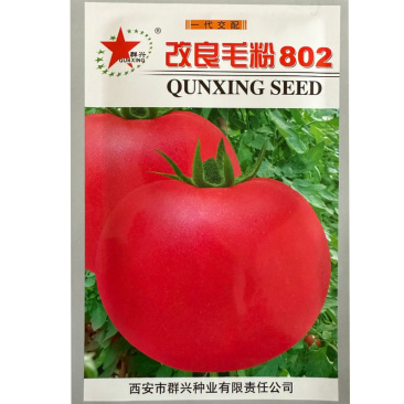 改良毛粉802番茄种子3g原装毛粉西红柿种子无限生长