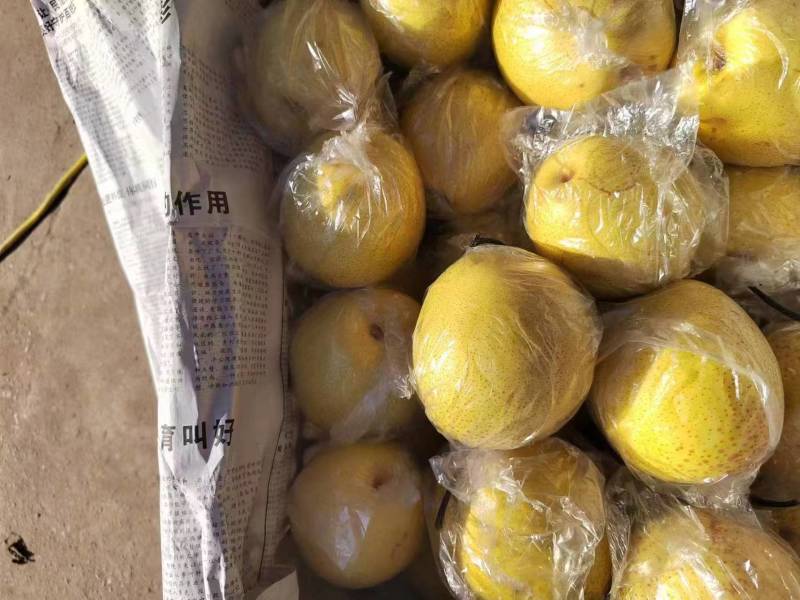 {牛商推荐}昌黎小蜜梨，可以视频看货，质量保证