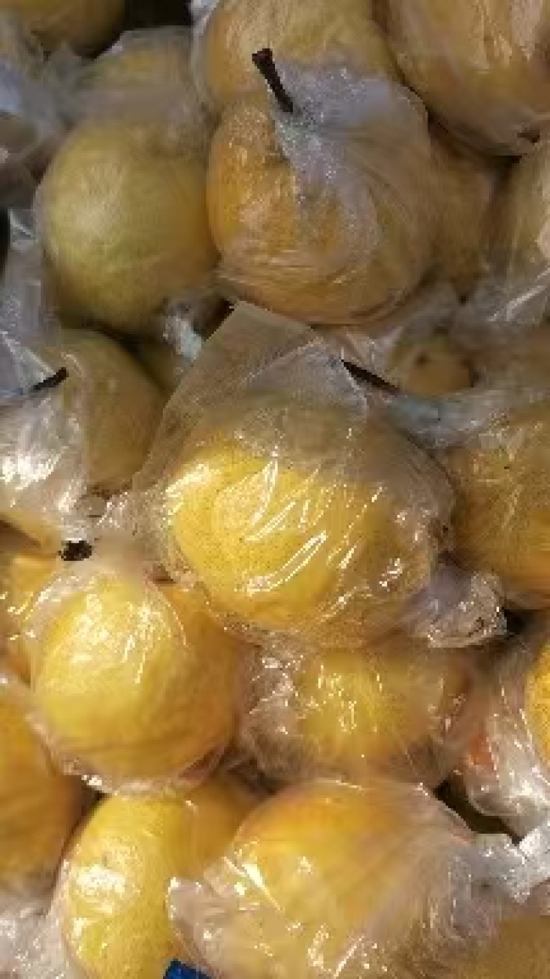 {牛商推荐}昌黎小蜜梨，可以视频看货，质量保证