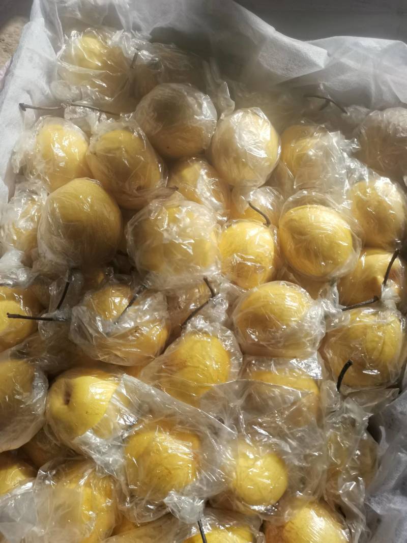 {牛商推荐}昌黎小蜜梨，可以视频看货，质量保证