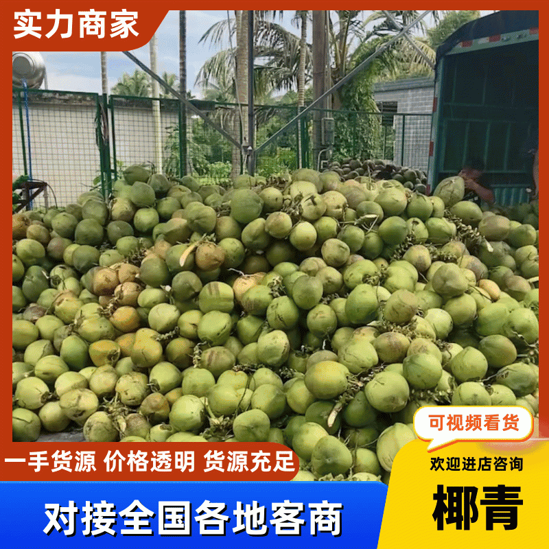 【海南椰青】椰子海南产地直供现摘现发整车批发电商果电联优惠
