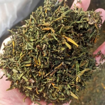 螃蟹脚古树寄生螃蟹脚螃蟹脚批发