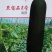 黑宝石1号黑皮冬瓜种子肉厚心室小单瓜重15-18公斤