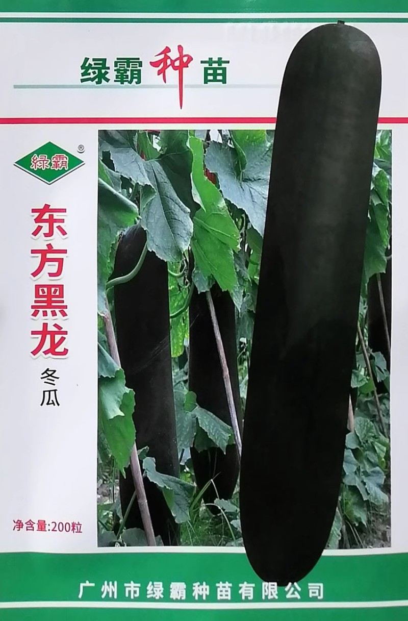 东方黑龙冬瓜种子转黑快心室小单瓜重15-20公斤