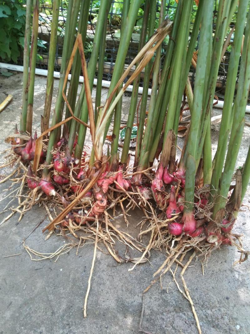 红皮南姜