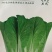珍美20号-杂交快菜种子耐抽苔品质好生长速度快