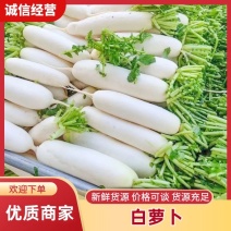 白萝卜大量有货产地直销无中间费欢迎电话联系