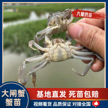 江苏大母本蟹苗🦀繁育基地用的（5母十7公）交配的种