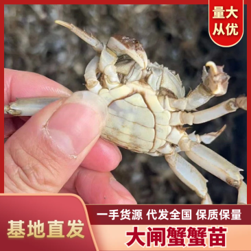 蟹苗规格齐全，需要联系我量大价优全国发货